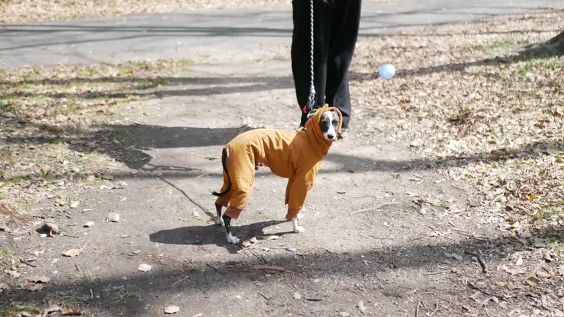 つよし